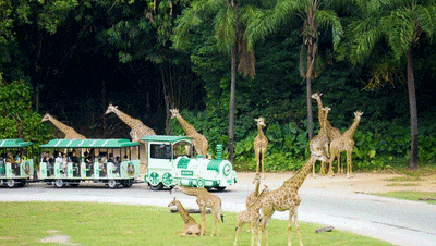 4万公里 ，100%出勤率！立博观光车助力长隆打造沉浸式生态之旅